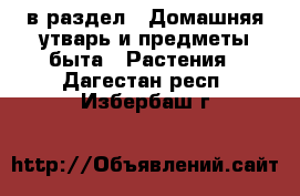  в раздел : Домашняя утварь и предметы быта » Растения . Дагестан респ.,Избербаш г.